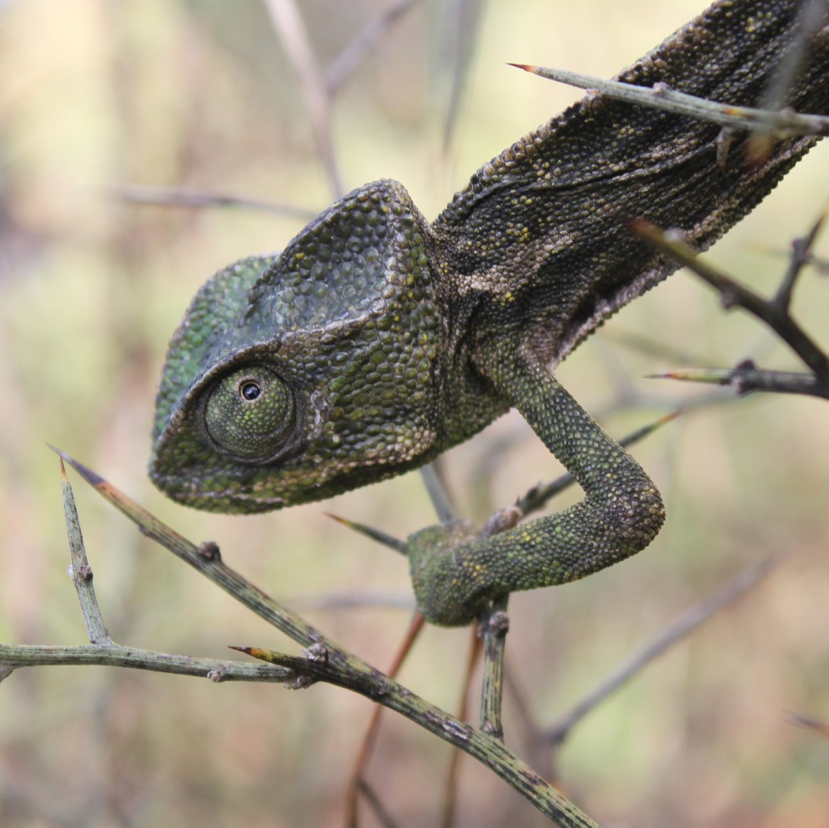 BciLeb's tweet photo. Did you know that the Mediterranean chameleon also known as the common chameleon (Chameleo chameleon) has no eyelids and has the ability to look into two different directions at the same time?!
Well apparently, the animal kingdom has its own Mona Lisa!
#WorldTriviaDay https://t.co/JZxrvWFCTM