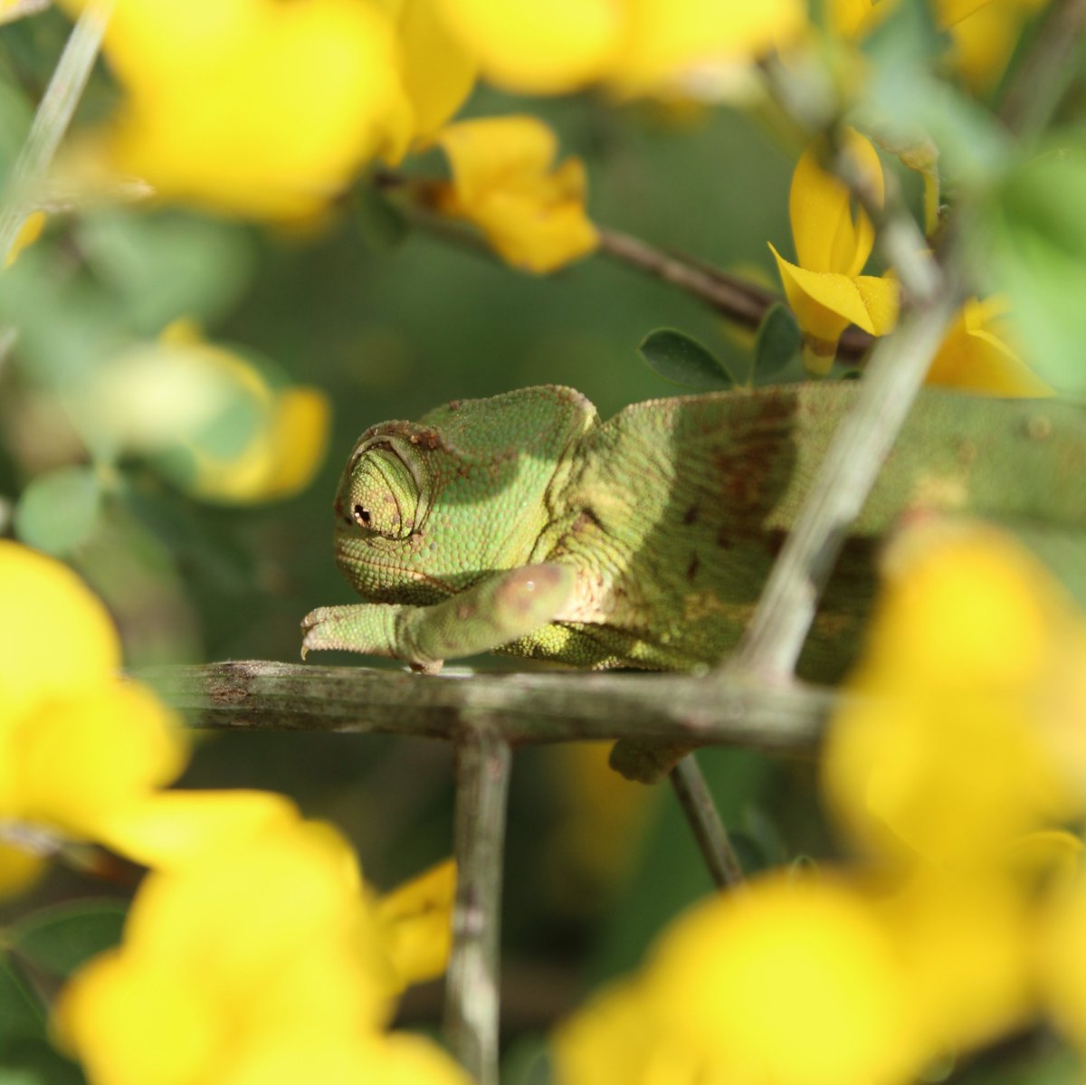 Did you know that the Mediterranean chameleon also known as the common chameleon (Chameleo chameleon) has no eyelids and has the ability to look into two different directions at the same time?!

Well apparently, the animal kingdom has its own Mona Lisa!
#WorldTriviaDay