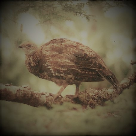 January 5 is #NationalBirdDay & a #ThrowbackThursday. I took this photo of a female sooty #grouse with an old Pentax SP-F SLR in 1994 on #HaidaGwaii, scanned from a print & modified with an app. #nationalbirdday2023 #throwbackthursdays #sootygrouse #vintagephoto #vintagestyle
