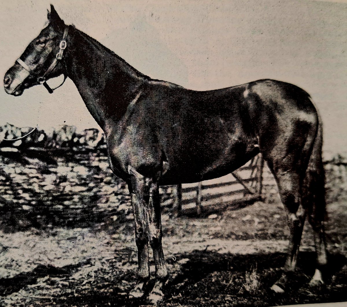 HORSERACING1002's tweet image. STEP LIGHTLY 🇺🇸1918
(ULTIMUS - TRIPPING BY DELHI) #StepLightly
Stakes winner. Dam 3 foals