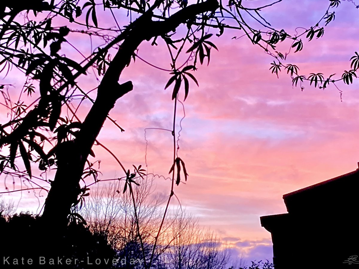baker_loveday's tweet photo. Sherbet Pastel Sunset with Passiflora Bunting Silhouette -
💜💗🧡💛🖤
#sunset #clouds #january #passionflower #passiflora #colours #sky #silhouette #photography #phonesnap #garden #nature #beautiful https://t.co/gRWOtU5w0f