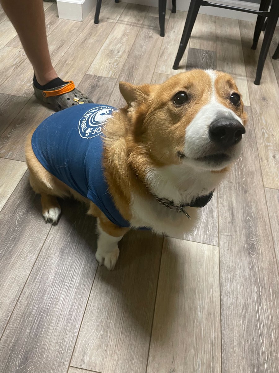 FullyAccount's tweet image. Fully Accountable: Home of Expert eCommerce Accountants and the cutest dogs around 😍💙

#dogsoftwitter #Accounting