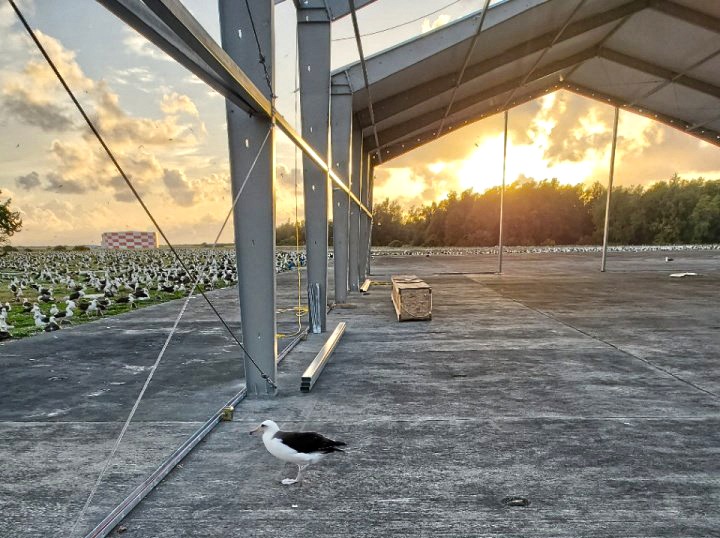 Legacy_Building's tweet image. Look at all those birds 👀

It's #NationalBirdDay and this building installation on Midway Atoll is also home to a wildlife refuge for albatrosses. It's estimated that 2 million birds are packed onto this small area in the North Pacific Ocean. 

#BuildingInstallation
