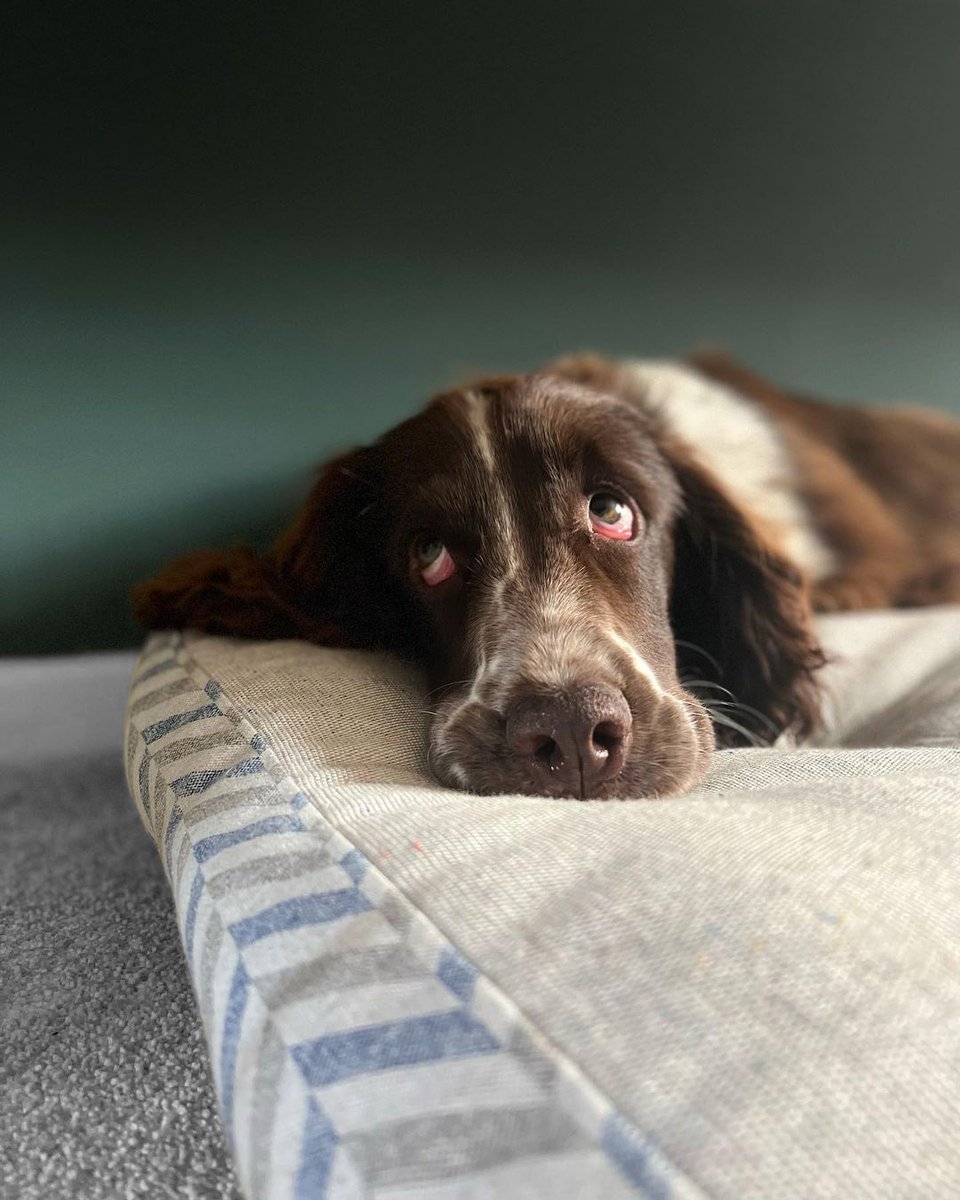 Project Blu tweet media