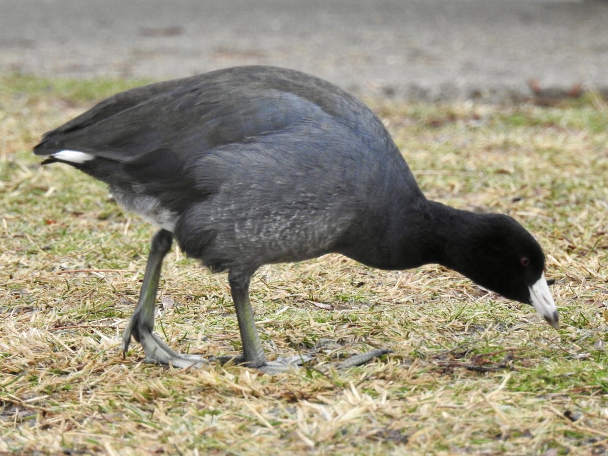 kimwilkie33's tweet image. American Coot
(Fulica americana)

#TwitterNatureCommunity #PhotoTwitter #ThePhotoHour #NaturePhotography #birdphotography #birdwatching #birding #michiganbirds #coot #AmericanCoot #BirdTwitter #BirdsSeenIn2023