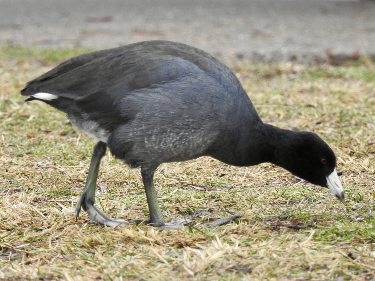 American Coot
(Fulica americana)

#TwitterNatureCommunity #PhotoTwitter #ThePhotoHour #NaturePhotography #birdphotography #birdwatching #birding #michiganbirds #coot #AmericanCoot #BirdTwitter #BirdsSeenIn2023