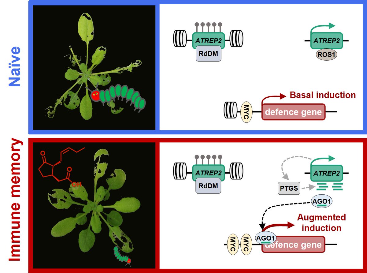 Prof. Jurriaan Ton (@jurriaanton) on Twitter photo Check out our paper <a href="/NaturePlants/">Nature Plants</a>: rdcu.be/c2P7e We show how plants 'remember' stress from caterpillars. This immune memory lingers for weeks, primes defence genes, and is epigenetically encoded in transposons. <a href="/sheffielduni/">The University of Sheffield</a> <a href="/PPS_UoS/">Plants, Photosynthesis and Soil</a> <a href="/susfoodshef/">Institute for Sustainable Food</a> #plantsci #epigenetics Check out our paper <a href="/NaturePlants/">Nature Plants</a>: rdcu.be/c2P7e We show how plants 'remember' stress from caterpillars. This immune memory lingers for weeks, primes defence genes, and is epigenetically encoded in transposons. <a href="/sheffielduni/">The University of Sheffield</a> <a href="/PPS_UoS/">Plants, Photosynthesis and Soil</a> <a href="/susfoodshef/">Institute for Sustainable Food</a> #plantsci #epigenetics