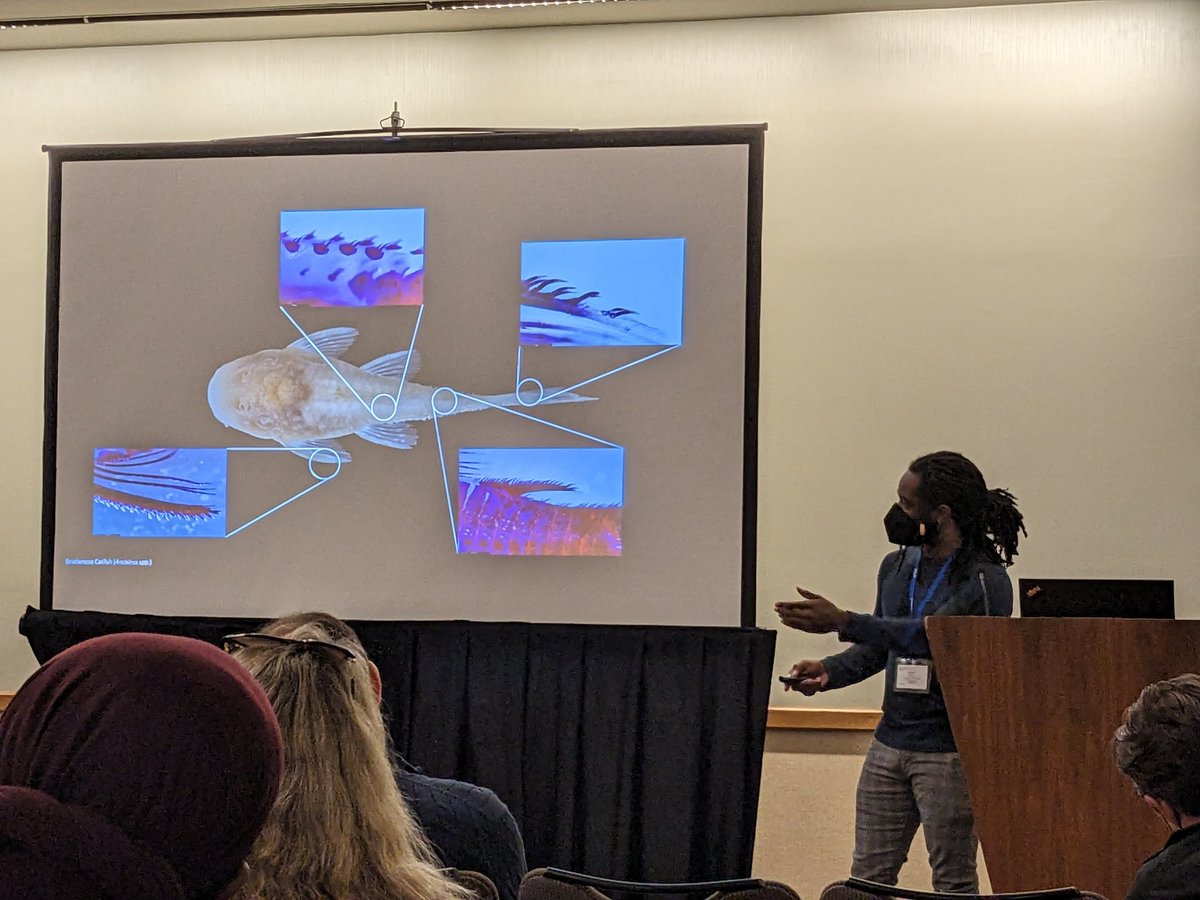 garethjfraser's tweet photo. Another amazing first, a fin-tastic first @SICB_ talk by @SultanofSauce (Wesley Dillard), who presented the developmental origins of the bone-embedded odontodes (skin teeth) on the surface of armored catfish (Ancistrus). New teeth or re-evolved ancient scales?? 🦷🥳 #SICB2023 https://t.co/iUJXKVEq0a