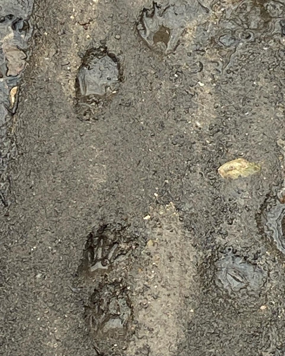 I love being out in nature. So much to see in every season. Winter walk today in the <a href="/MortonArboretum/">MortonArboretum</a>