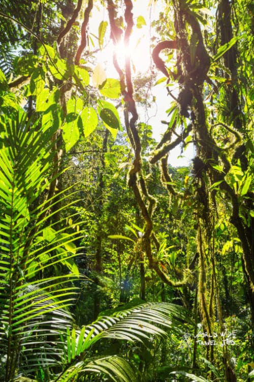 Worldwidettips's tweet image. This private reserve located near the town of Santa Elena is the best place to go to get a good feeling about Costa Rica without the hassle of dealing with crowds.

Read more 👉 lttr.ai/6l7d

#TinyCountryLocated #BestKeptSecrets #CenterPart #SanRamon