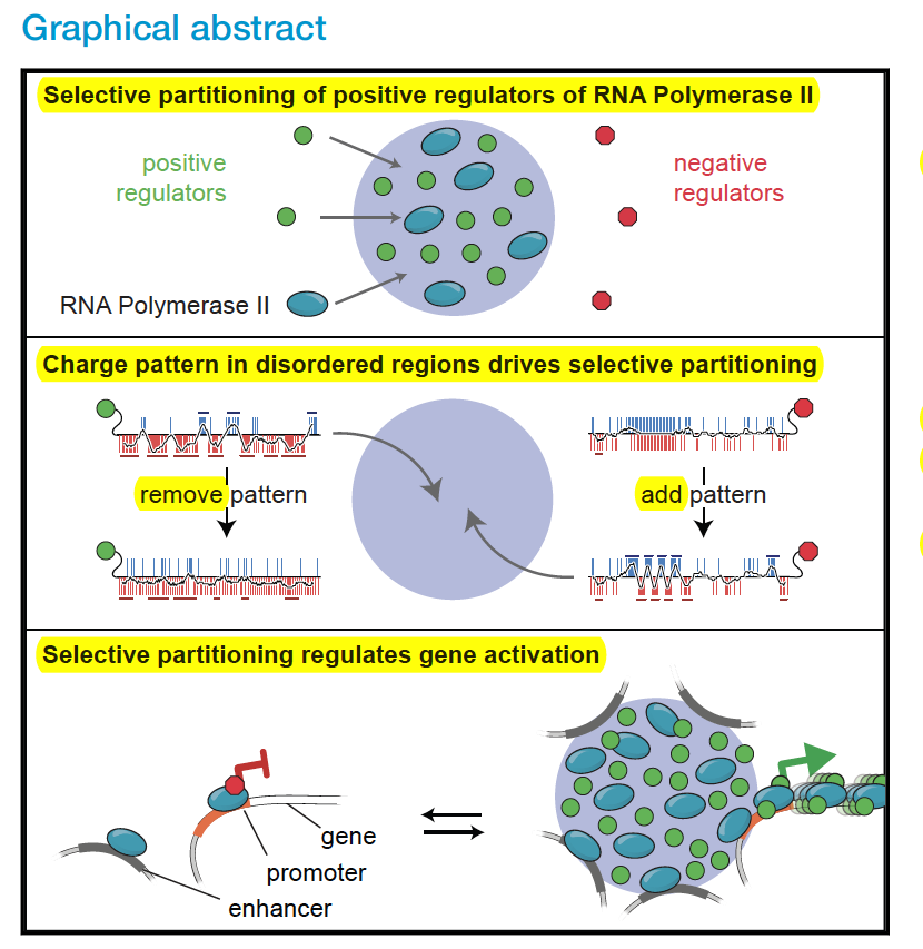 westr's tweet photo. Functional partitioning of transcriptional regulators by patterned charge blocks https://t.co/i9A4xUVTJc @CellCellPress
#MED1 #transcription #promoter #enhancer #Mediator #transcripitionfactor #proteinstructure #proteinengineering #PolII https://t.co/lGtXLi5ry0