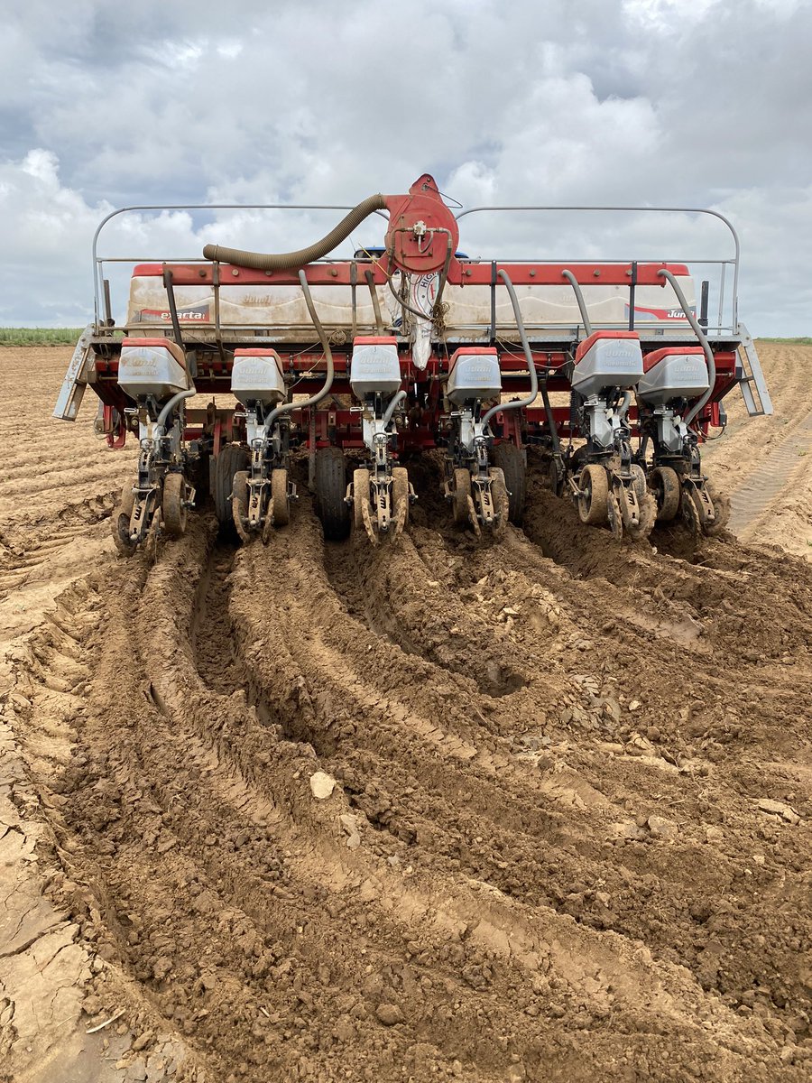 eeden_pierre's tweet photo. We started planting Sunflower on 9 Dec. Needed 10 days to finish. Well before Christmas, right? Well, we moved the date to before New Year…… the photo’s were taken today, hopefully we’ll be done by the weekend…never plan what you can’t control, should’ve learnt that by now😂 https://t.co/5UmeobnJ3e
