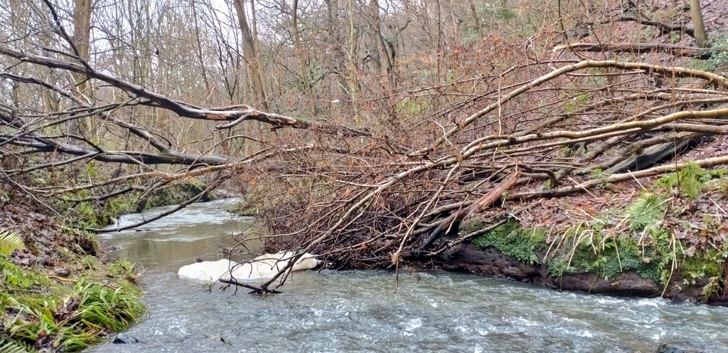 ProfJGrey's tweet image. Meanwood Beck is a curate's egg...
A selection of the downright ugly, just bad, and the (reasonably) good 
Hopefully @YorksWildlife plans to which @WildTroutTrust is contributing will lead to improvements
#fishpassage #TroutInTheTown