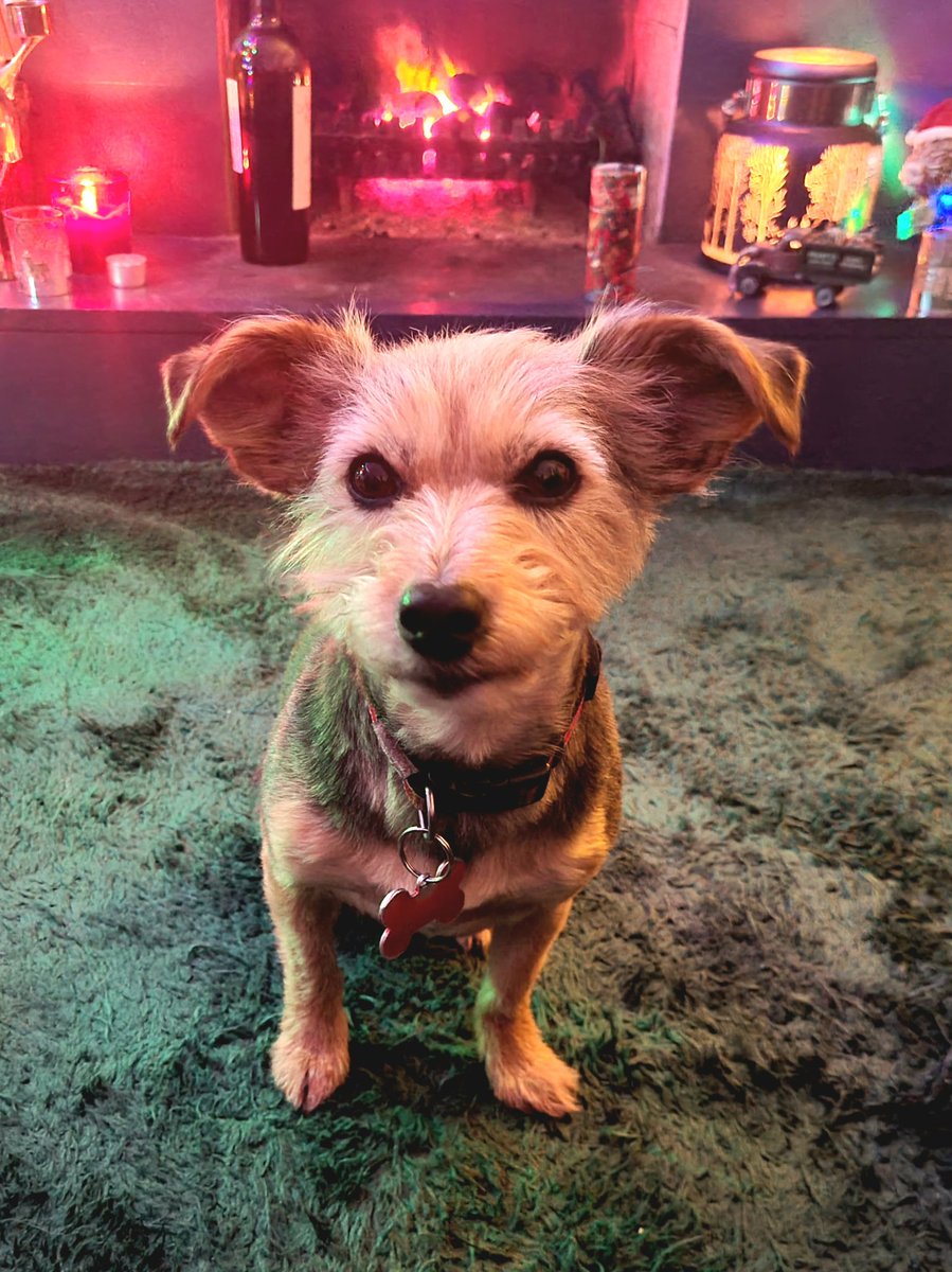 @smartiethedoggo.bsky.social tweet media