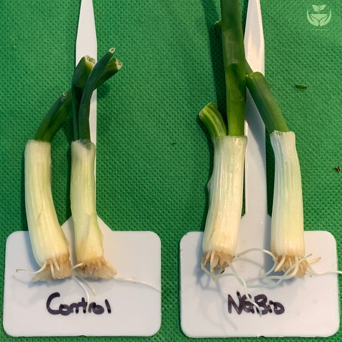nugrowthbio's tweet photo. Nurture Growth Bio's microbial #biofertilizer help plants develop thicker and stronger roots, which in turn helps increase yield and promotes more vigorous plant health.  #microbialfertilizer #biofertilizer #sustainablegrowing #growyourownfood https://t.co/9bQrU107BZ