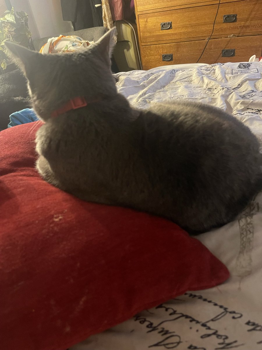 jaxjacoby's tweet image. Oh crap … now what did I do…? #madcat #jaxsnapsnewsletter #jacquijaxjacoby.com