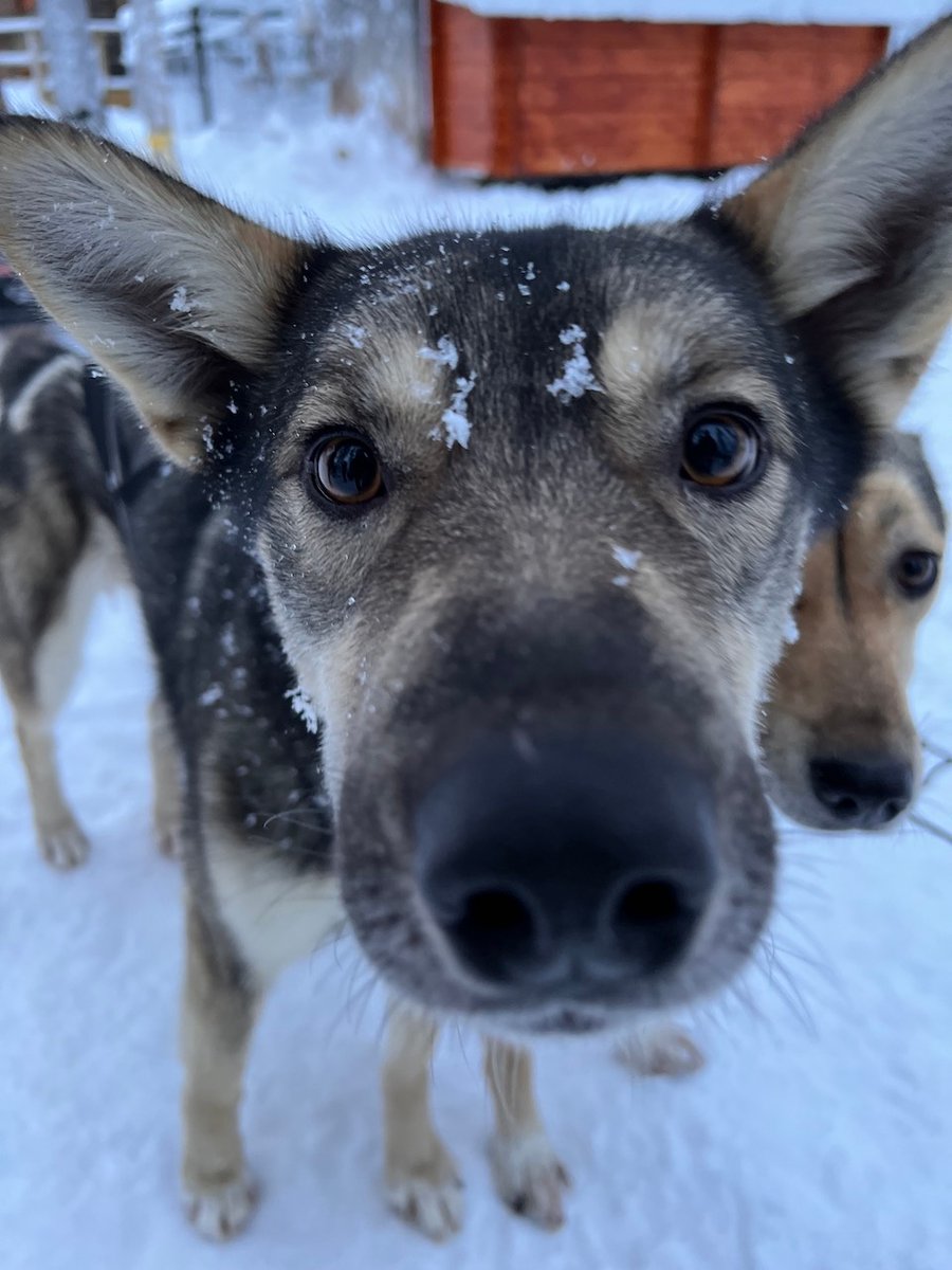 filipsborg's tweet photo. 50 #sleddogs, more than eager to go to work, pulling the sledge. Our guests from #Italy had this wonderful experience, in cooperation with @arcticriverlodge. It all started with a security briefing.
.

#swedishlapland #heartoflapland #filipsborg #lapland #hotel #alaskanhuskie https://t.co/Y4SJ29AuaC