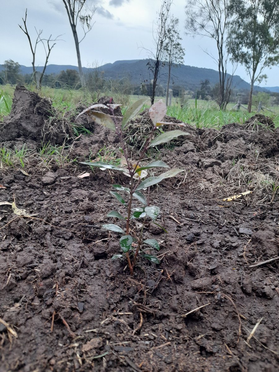 Week 42 :Tree 42 = another birthday #lillypilly planted in our Park, dedicated to #australiannatives #atreeaweek #tree42 #2022goals #nofilter #tree166 #2020goals #noplanetb #climatecrisis #wonnaruacountry #alwayswillbe #upperhuntervalley #nonewcoalmines #farmersforclimateaction