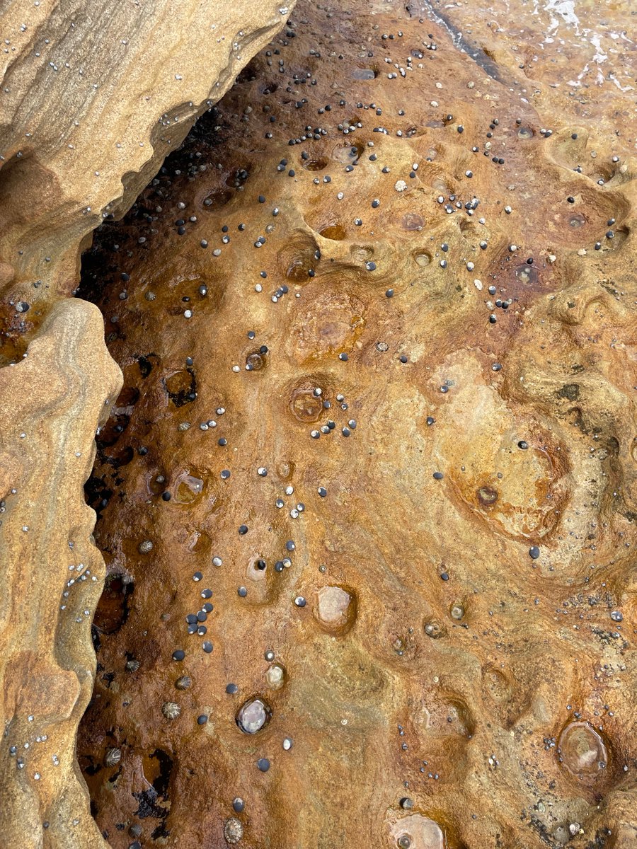 AnyaLoveTurtles's tweet photo. Already seen so much Marine life while in Sydney! 👀👀 snails in Bundeena https://t.co/fyMBvYQhrk