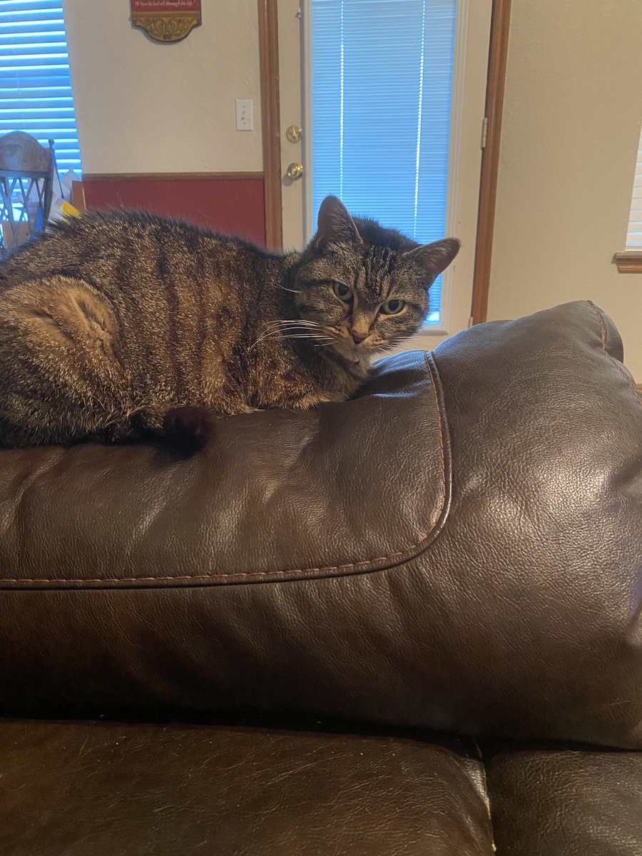 DLBoonie's tweet photo. @dodo @rickygervais Twins! Meet Bryn my 15 year little fur ball living her best life. https://t.co/K9G0AU0IBs