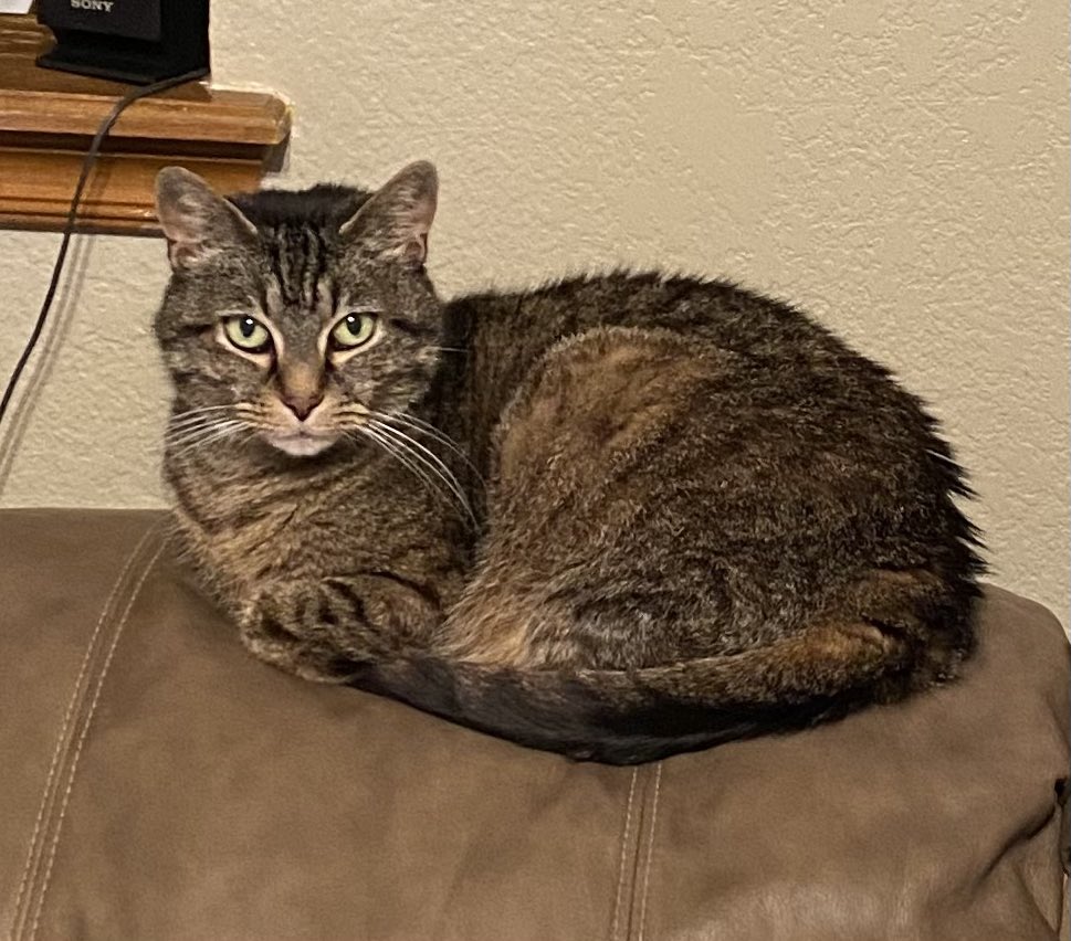 DLBoonie's tweet photo. @dodo @rickygervais Twins! Meet Bryn my 15 year little fur ball living her best life. https://t.co/K9G0AU0IBs