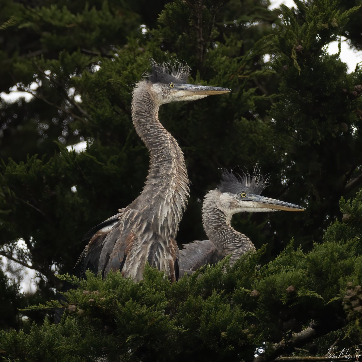 Spiky hairstyles are still popular...

#birds #greatblueheron #blueheron #heron #birdwatching #bird #photography #birding #california #birdphotography #birdwatchers  #naturephotography #nature #your_best_birds #best_birds_photography #yourshotphotographer #dailybirdpix #canon