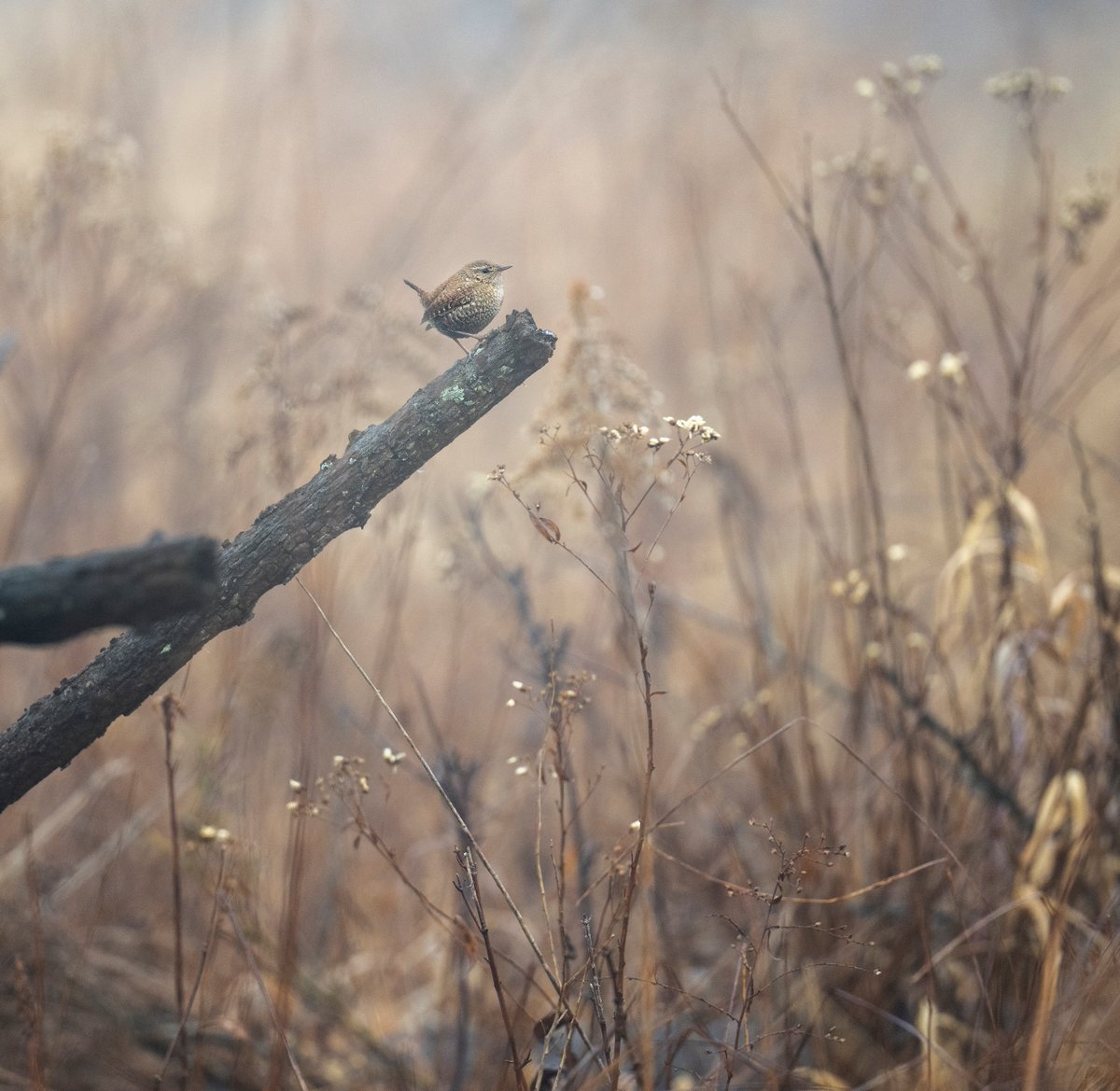 JocAPhotography's tweet photo. A Winter Wren, a pleasing orb of a bird, overlooks the field and plans on what pile of sticks should be explored next. https://t.co/rOUfaikcOG