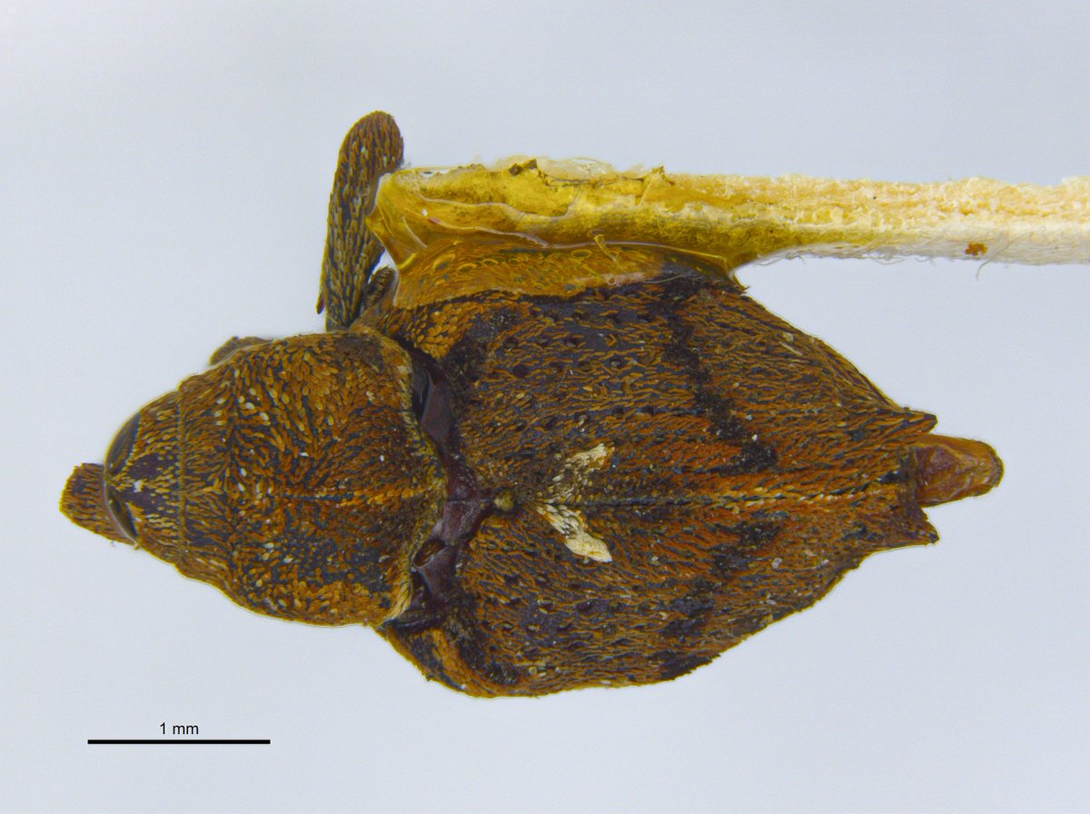 Ederson_liver's tweet photo. Não tenho certeza sobre a id desse...
#weevil #conoderinae https://t.co/2rt3H6HvMS