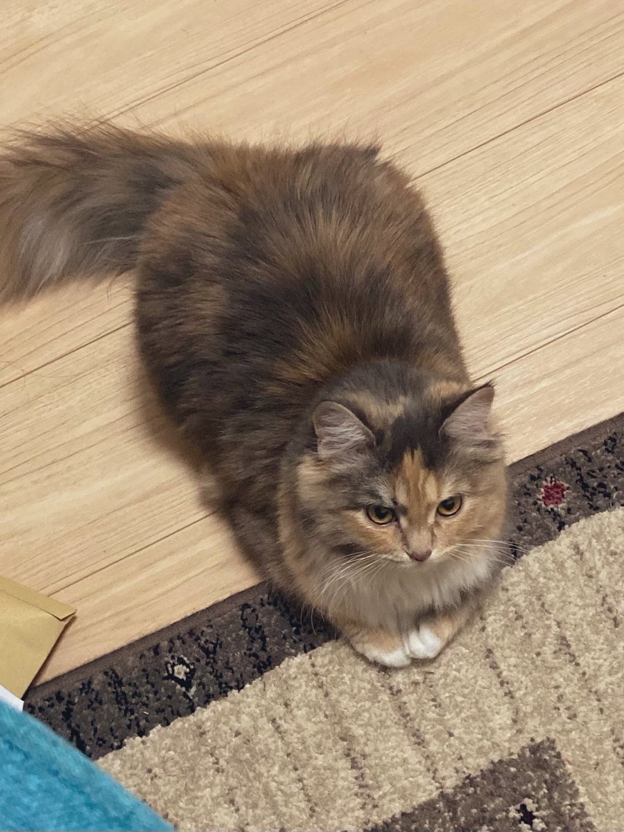 marmellowly's tweet photo. 朝ごはん中に視線を感じた

さっき食べたやろ

#猫　#ねこ　#サイベリアン
#猫のいる暮らし
#dbd 
#DeadbyDaylight https://t.co/nCILQP2W8d