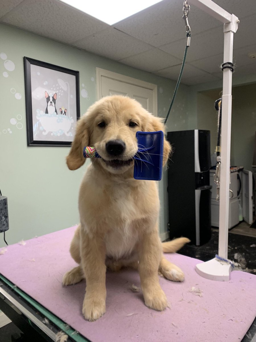 Doran_MsV's tweet photo. @CrumblCookies Griffin helping out https://t.co/4AQyE9mPYw