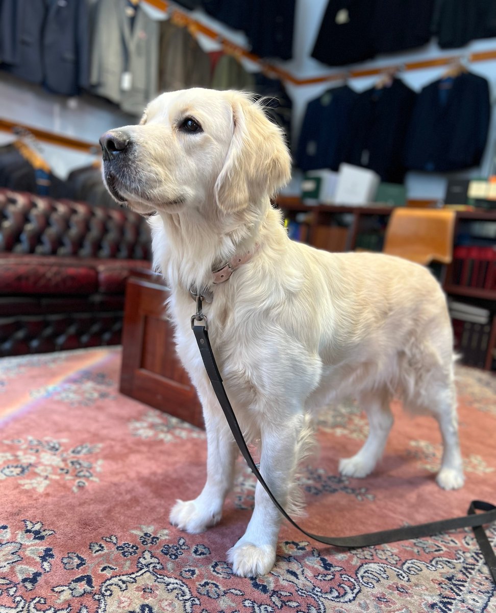 Beg_YourPardon's tweet photo. First post of the new year! Hopefully it's been a safe and happy one for you so far. We're fully booked for the next week so if you're looking for a refresh, click https://t.co/v67Tk7gYcZ to book yourself in. This little one was a pop-in, no booking required 🐶 https://t.co/4AsWDkh5cy