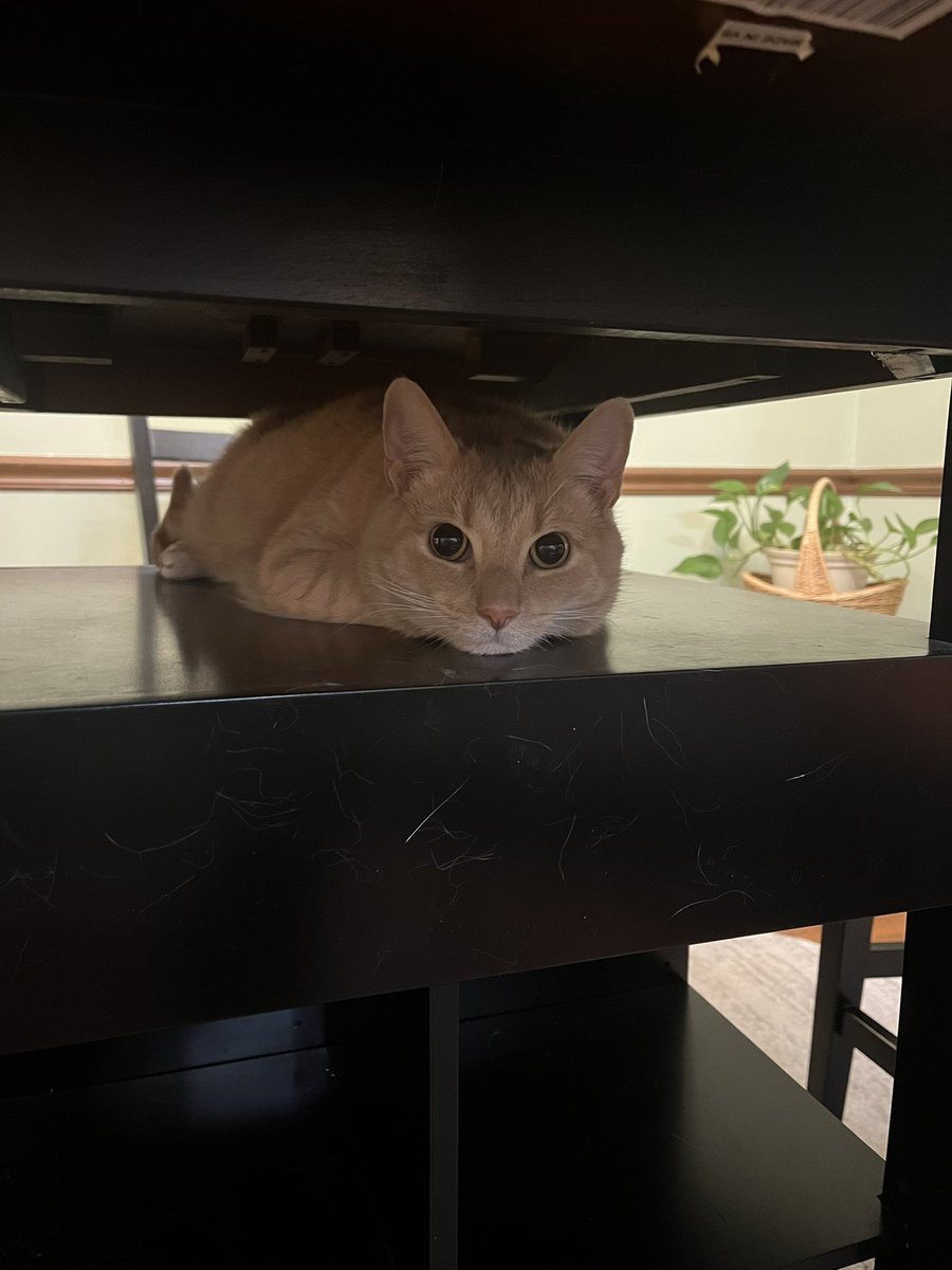 aljohns7's tweet photo. @CrumblCookies Weasley likes to sit under the table during dinner 😍 https://t.co/2OaXT9YaHO