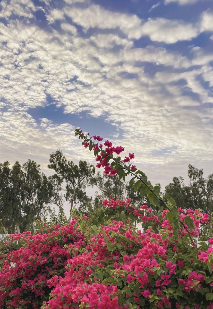 ward__KSA's tweet photo. "يا رب في القلبِ آمالٌ مُعلقّةٌ
أنتَ الكريمُ فحقّق كُلّ آمالي" 🤍 https://t.co/1Y88LpB724