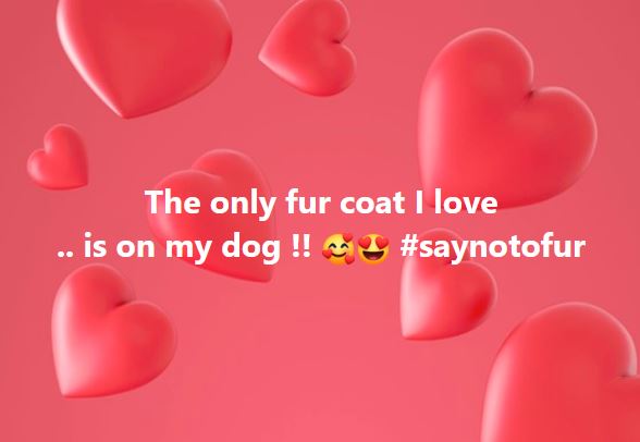 To whoever asked me if I wanted a fur coat as a gift ?? !! My answer is ....

#saynotofur
#notofur #fur #furisforanimals #furbelongsonanimals #friendnotfur  #furfarming #furindustry #rescued  #closefurfarms  #endthecruelty #furfree #animalliberation #animalrights #crueltyfree