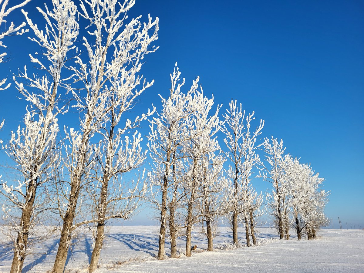 JennSchreyer's tweet photo. Correction #rimeice instead of #hoarfrost 🤷❄️ #Weather
#Manitoba https://t.co/O21KvNf5gr
