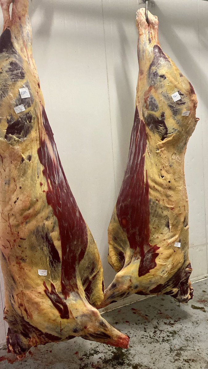 Look at this beauty of a 22 month Belted Galloway out of one of our Friesian cows straight off the field with no meal. Will be ready to go into our freezer in 4/5 weeks time. 
#DairyBeef #FarmToFork