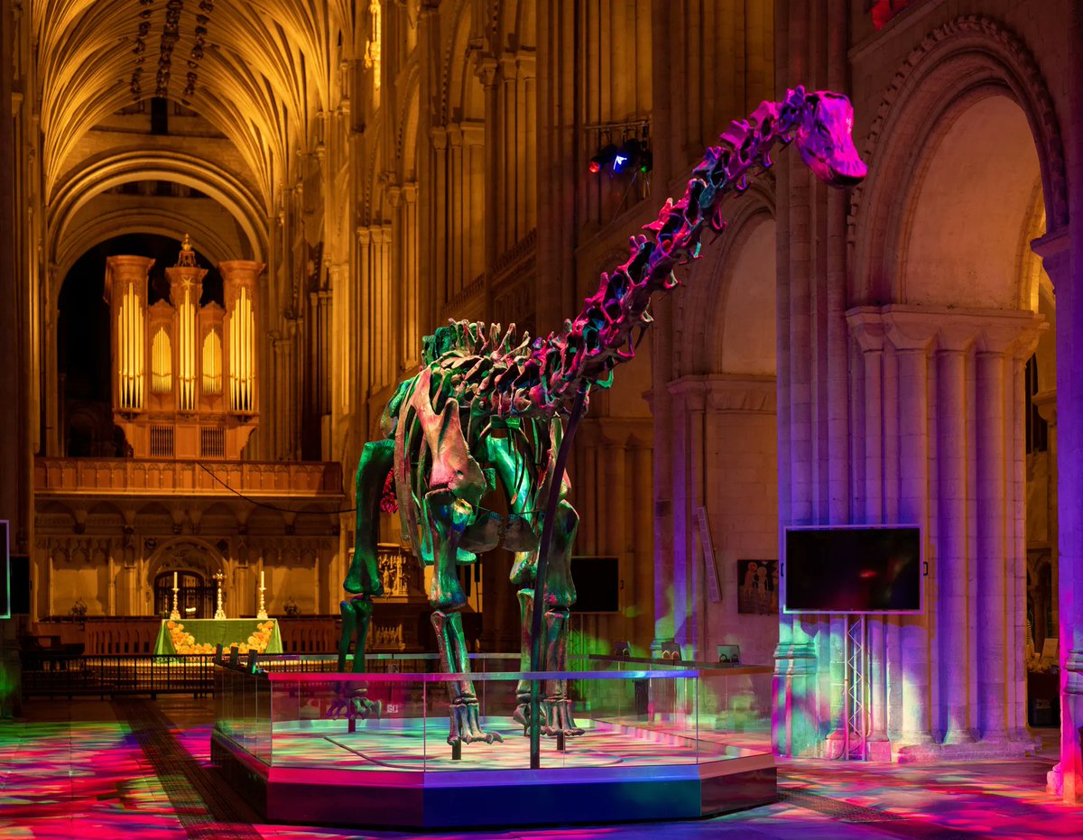 Covhour's tweet photo. Dippy the dinosaur is being #SentToCoventry
Following a tour of the UK, Dippy recently returned home to the @NHM_London but is now ready for the next big adventure – a 3 year residence at @The_Herbert.
Visitors will be able to see Dippy from Monday 20th February
#covhour https://t.co/6gZWDn85nv