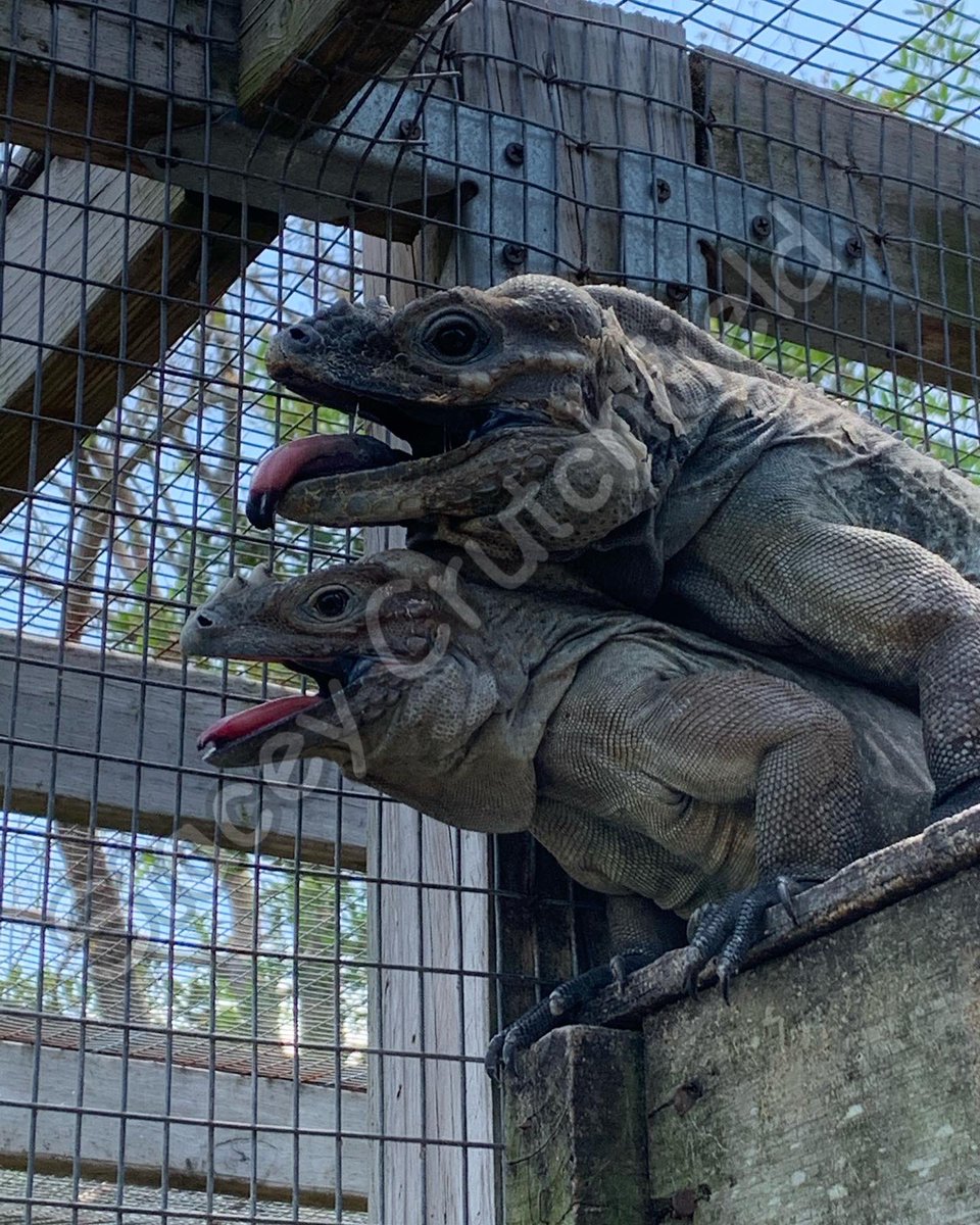 SCrutchfield8's tweet photo. Yesterday was teeth, today it’s tongues 🤪👅
#animals #reptile #reptiles #lizard #lizards #snake #snakes #tongue #gilamonster #caimanlizard #rhinoiguana #daygecko #argusmonitor #crocmonitor #greeniguana #iguana #albinoiguana #cobra #coldblooded https://t.co/U7cnYom3xd
