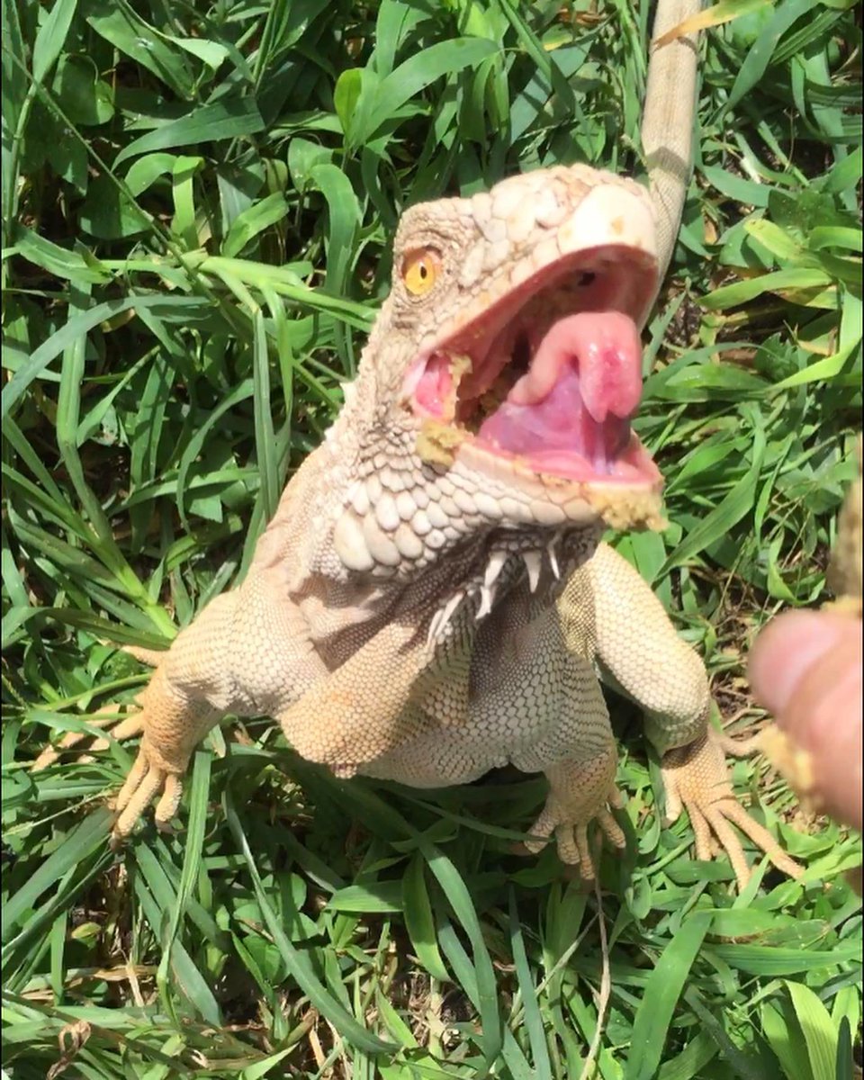 SCrutchfield8's tweet photo. Yesterday was teeth, today it’s tongues 🤪👅
#animals #reptile #reptiles #lizard #lizards #snake #snakes #tongue #gilamonster #caimanlizard #rhinoiguana #daygecko #argusmonitor #crocmonitor #greeniguana #iguana #albinoiguana #cobra #coldblooded https://t.co/U7cnYom3xd