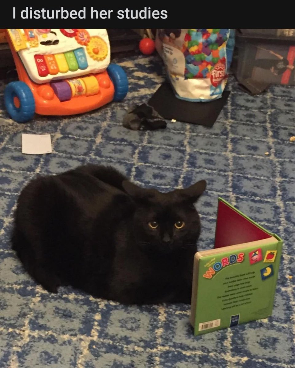 Cat Dealer on Twitter