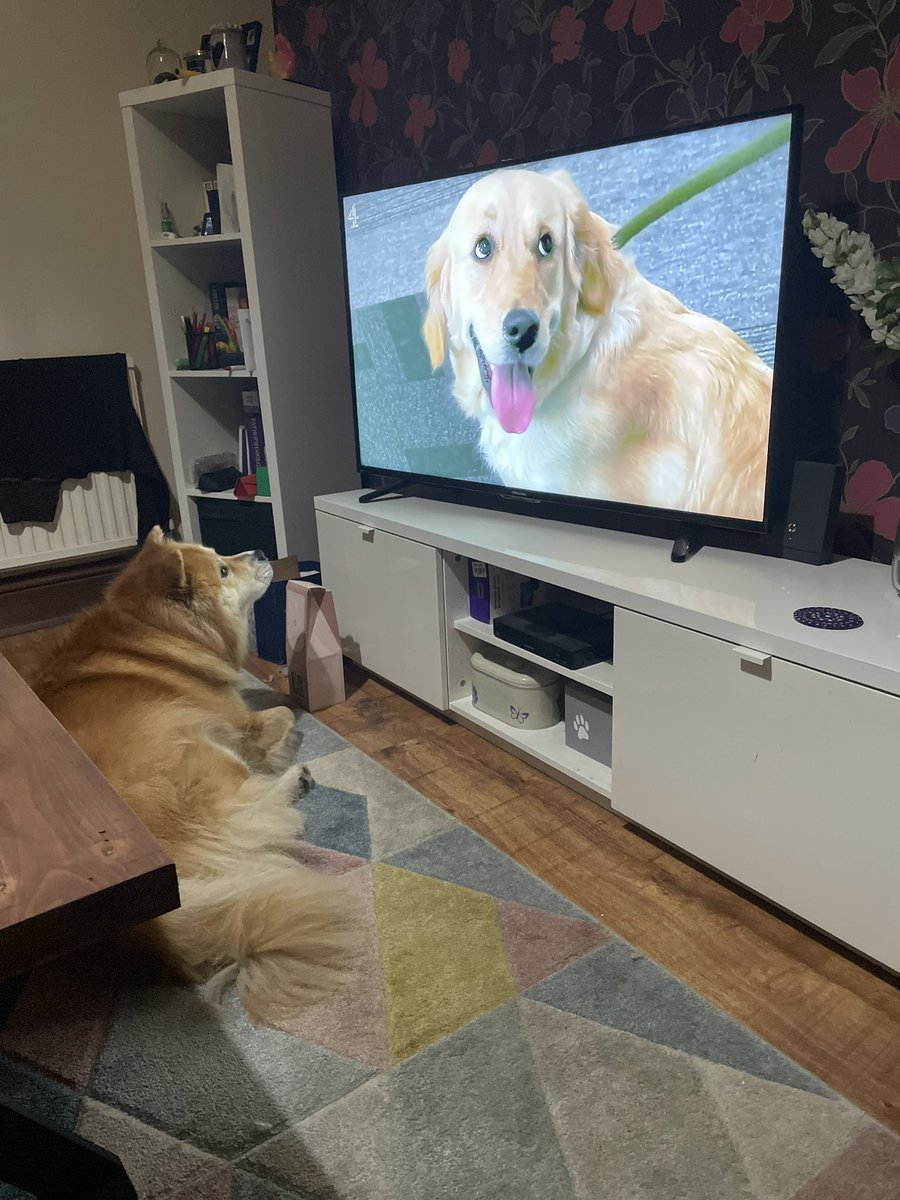 Olive watching @thedoghouse_tv on @Channel4.