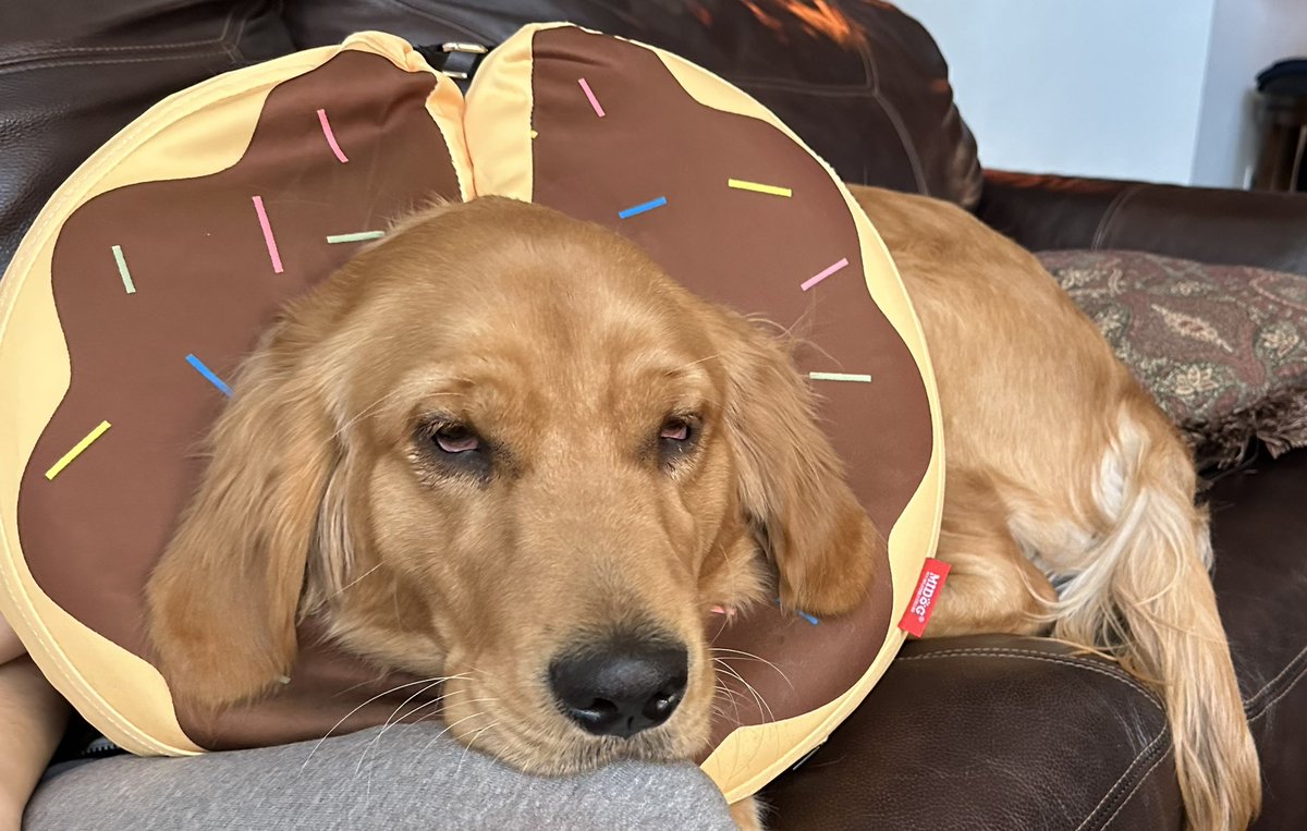 Recovering from a routine surgery-hope to be back to school in a couple weeks. The vet said I was such a good girl they let me sleep in the lobby and wanted to keep me