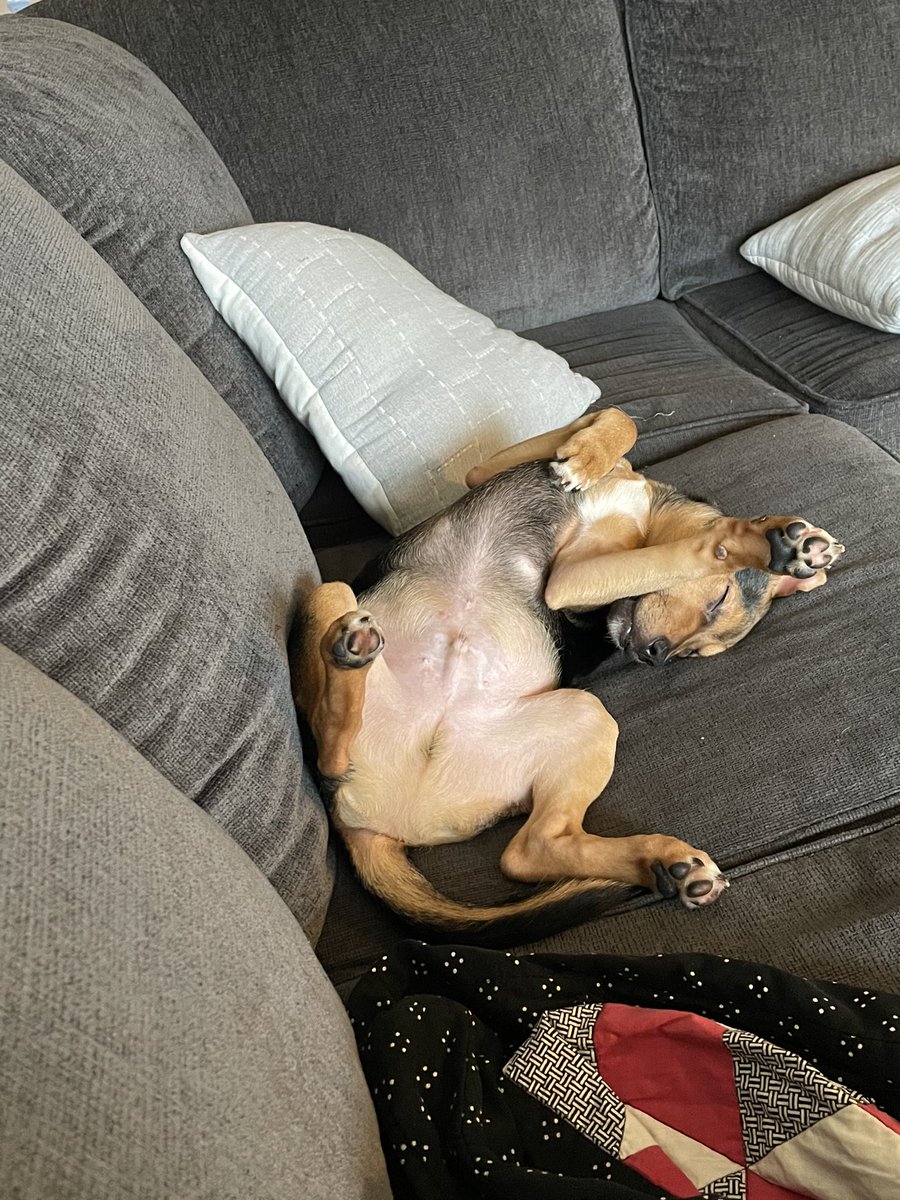 KidPuertoRico's tweet photo. The pups is so comfy with @smashna1 #PuppyParents https://t.co/EHkvZWe1zC