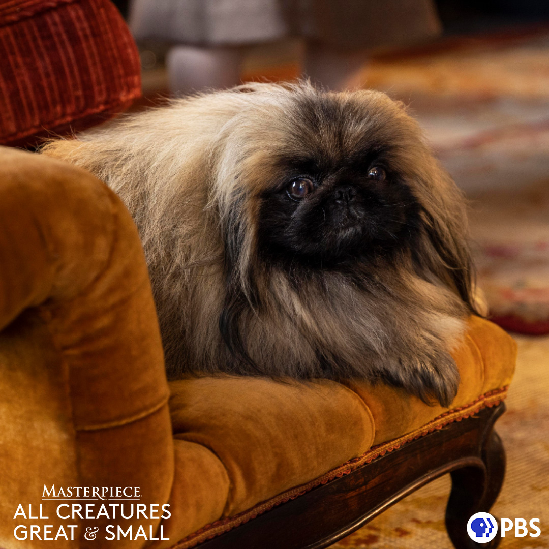 Who's ready to cozy up to an all-new season of #AllCreaturesPBS? Only 3 days until the premiere on MASTERPIECE @pbs!