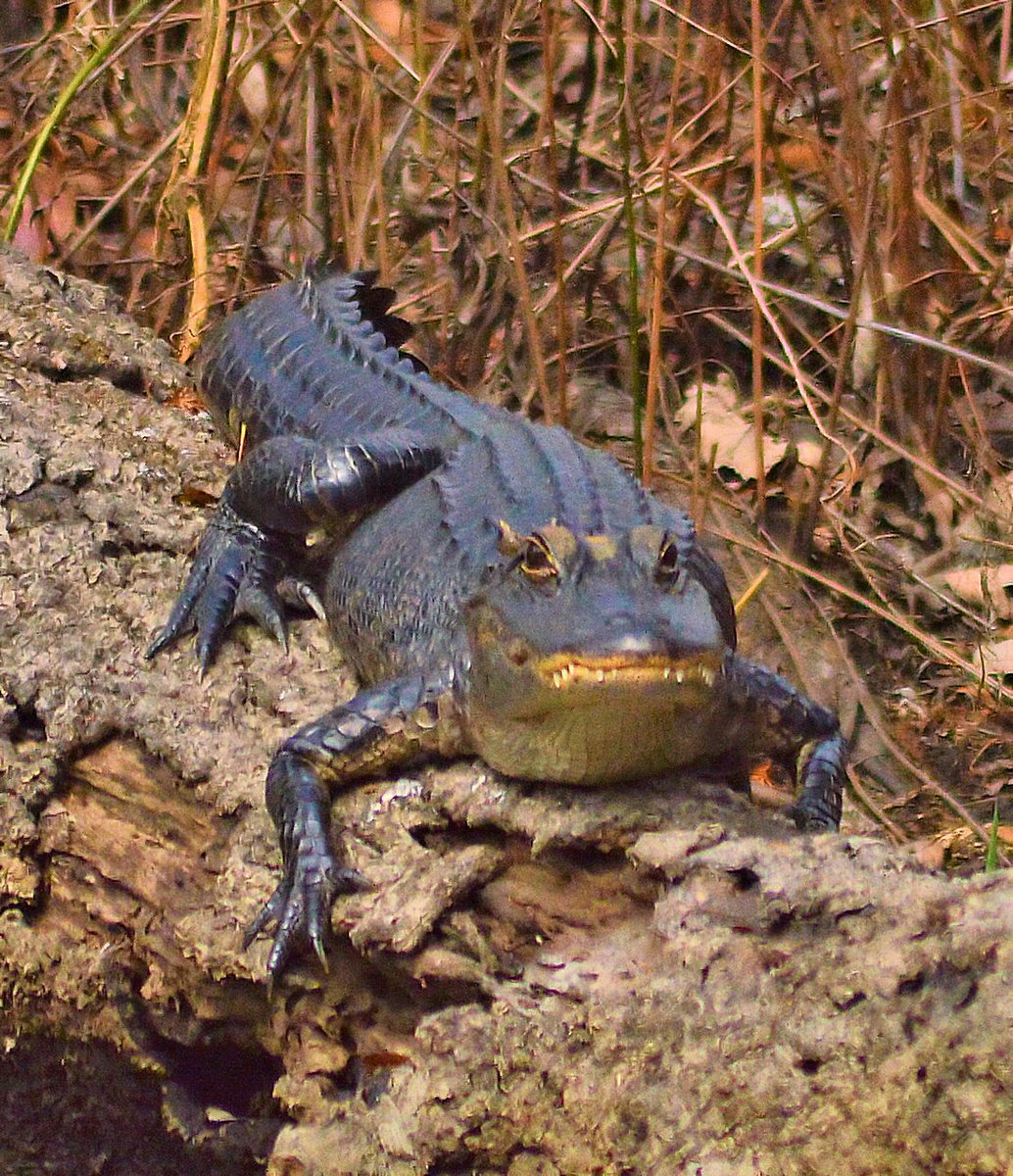 GatorsDaily's tweet photo. me on my log https://t.co/skkc1YMtzQ
