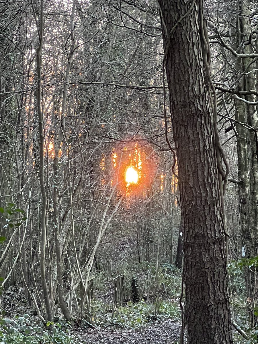 BeautifulHighw1's tweet photo. Standing in the woods watching the sun set. 🌅. It looked like a ball of fire! A rare bright dry afternoon in #January  #winter #sunset #Bexhill #highwoods https://t.co/e17pHFbAWS