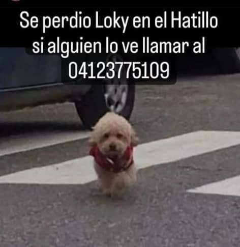 #SeBusca El Hatillo. Si lo ves dale resguardo y comunícate con el número de la publicación