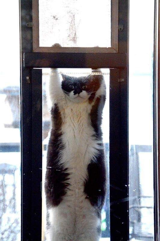 DontShowYourCat's tweet photo. holding on for dear life https://t.co/hTrFhWaEB3