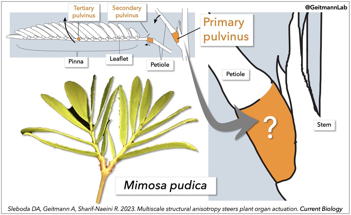 Plants move—sometimes fast!

Together with <a href="/david_sleboda/">David Sleboda</a> &amp; <a href="/rezasharif/">reza sharif</a> we wanted to find out how Mimosa, the sensitive plant, is able to rapidly fold its leaves when touched. The motion is executed by pulvini, thickened regions at organ bases.

<a href="/CurrentBiology/">Current Biology</a>
@McGillU

1/3