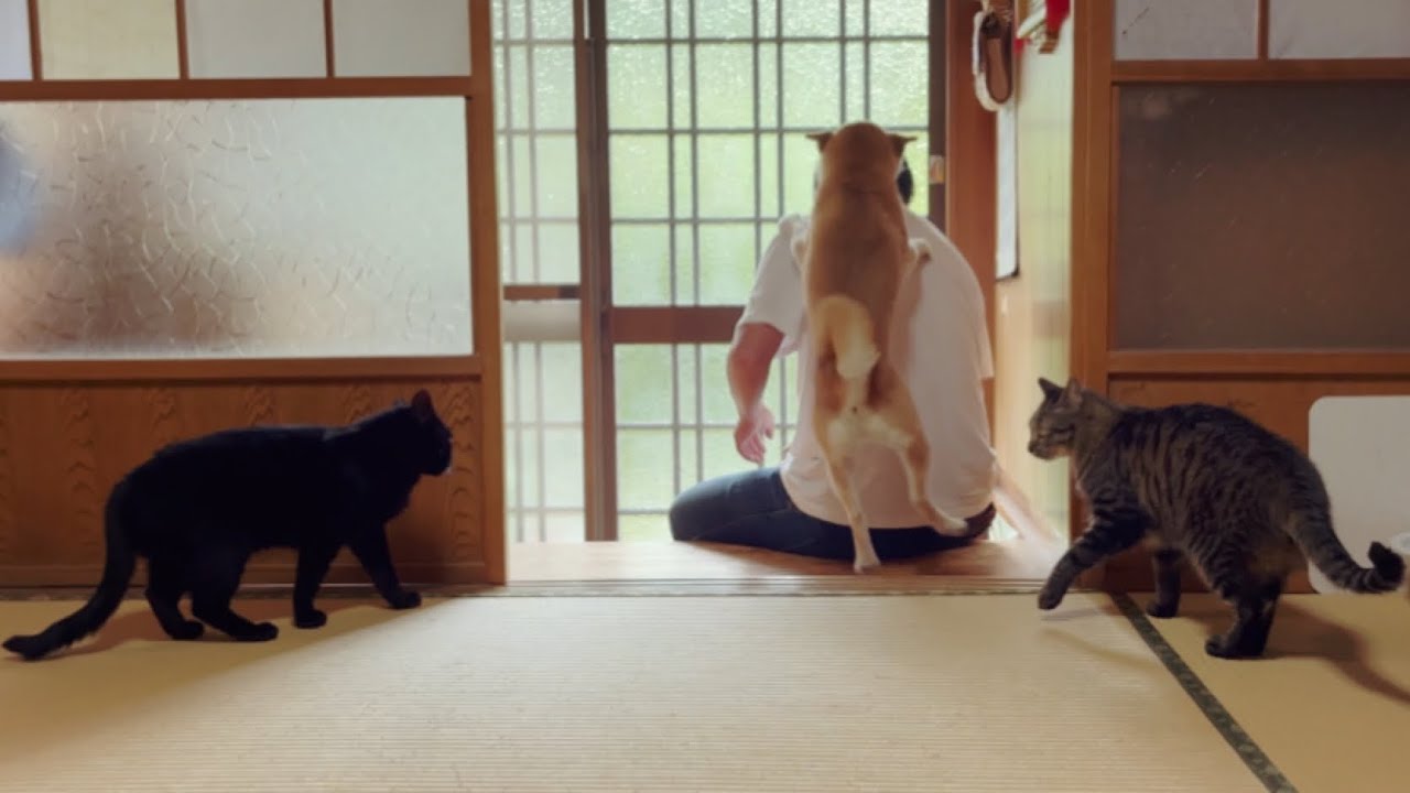 猫動画まとめ Clubevent T Twitter